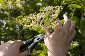 Holunderblüten ernten