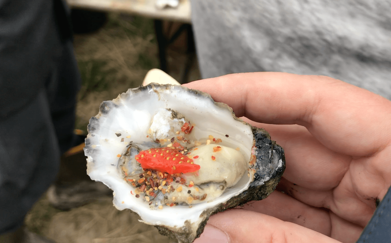 Austern auf Fanø